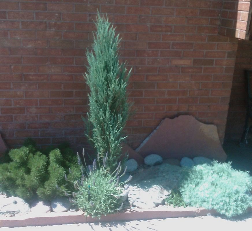 Planted garden bed with shrubs against a brick wall